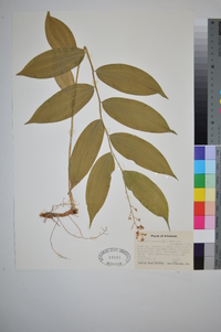 Maianthemum racemosum subsp. racemosum image