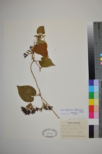 Matelea decipiens image