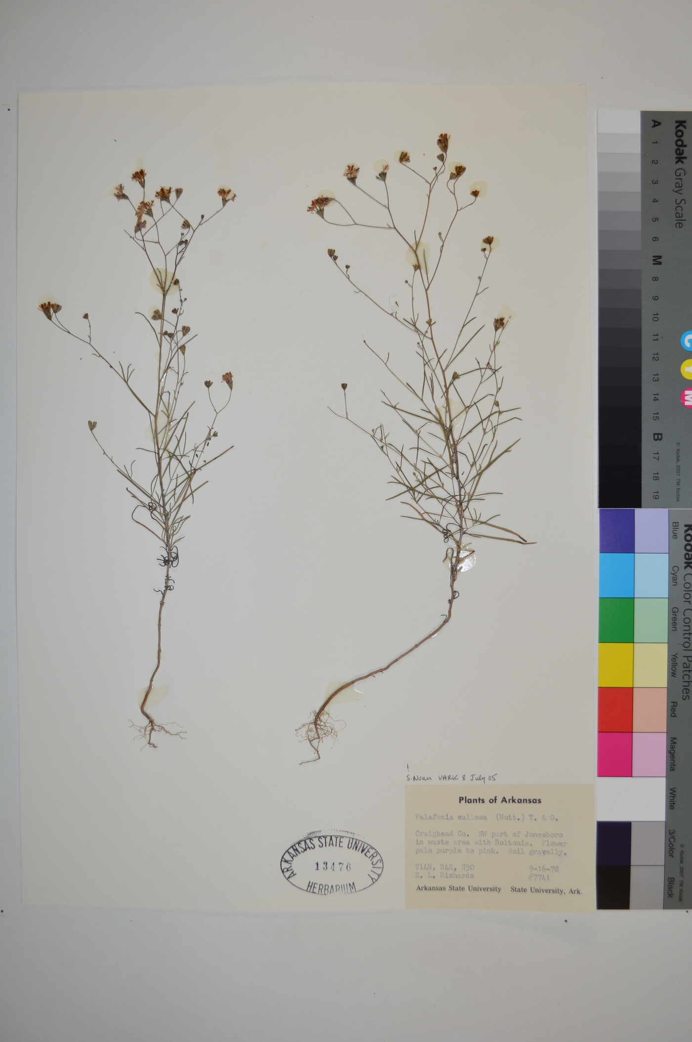 Palafoxia callosa image