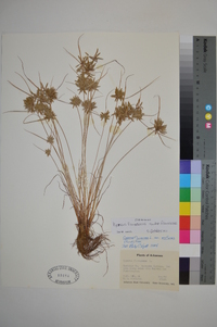 Cyperus flavescens image