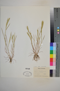 Hordeum pusillum image