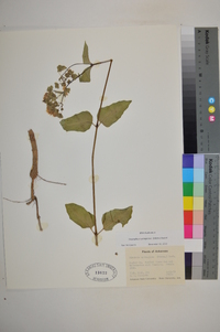 Mirabilis nyctaginea image