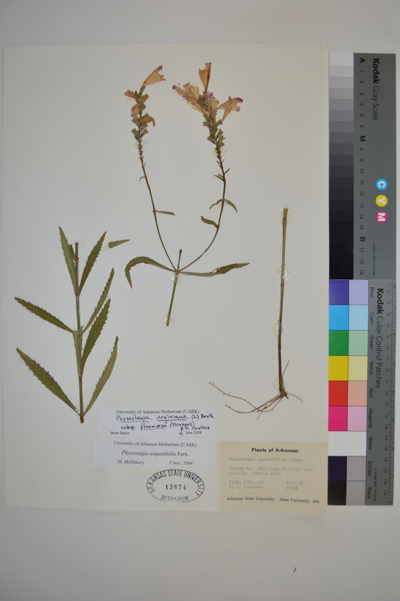 Physostegia virginiana subsp. praemorsa image