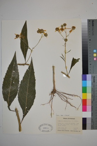 Verbesina alternifolia image