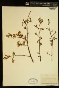 Ulmus alata image