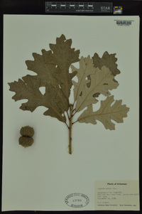 Quercus lyrata image