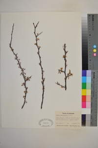 Prunus angustifolia image