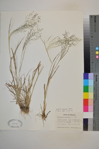 Eragrostis intermedia image