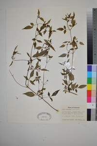 Bidens discoidea image