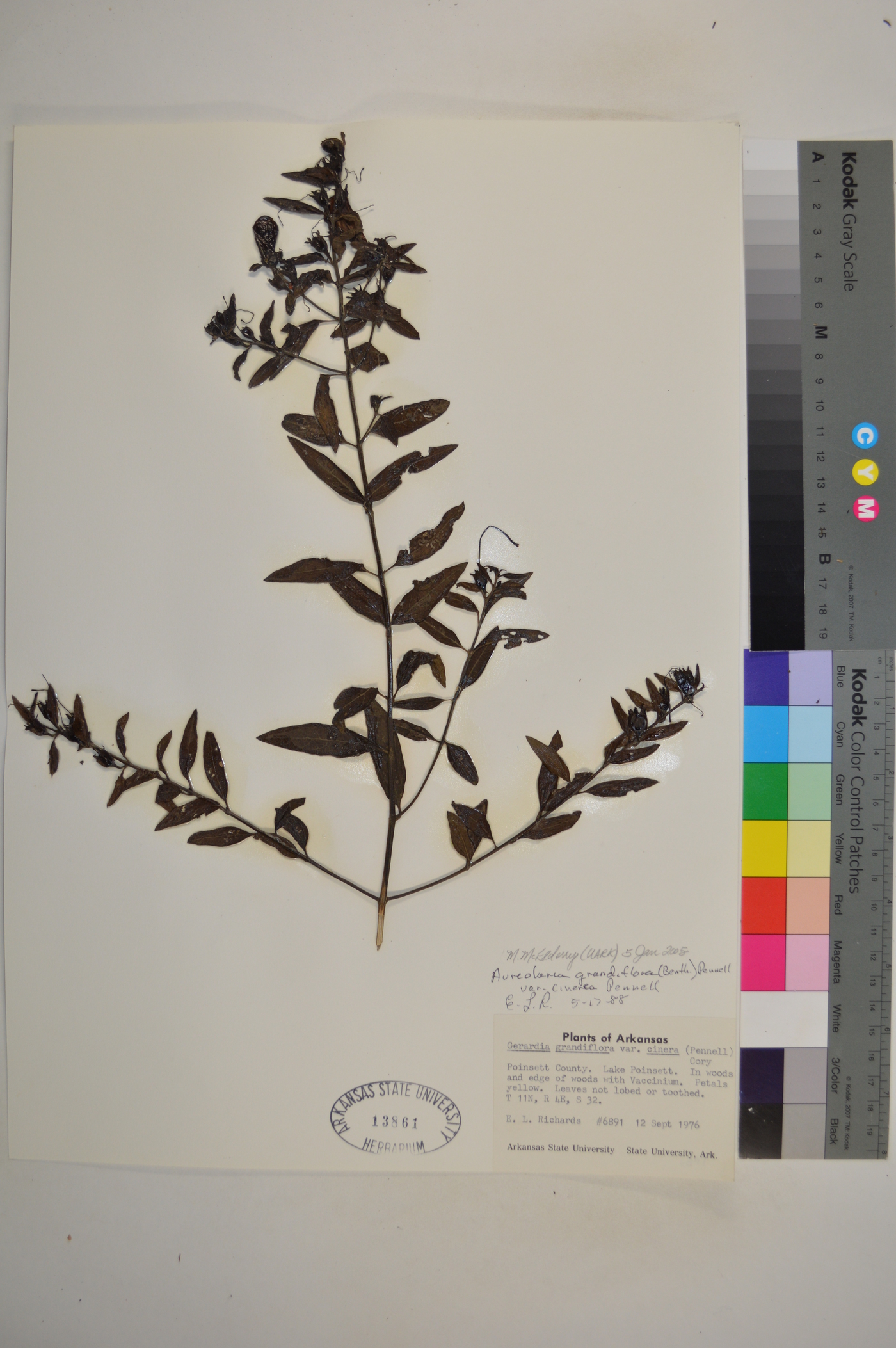 Aureolaria grandiflora subsp. cinerea image