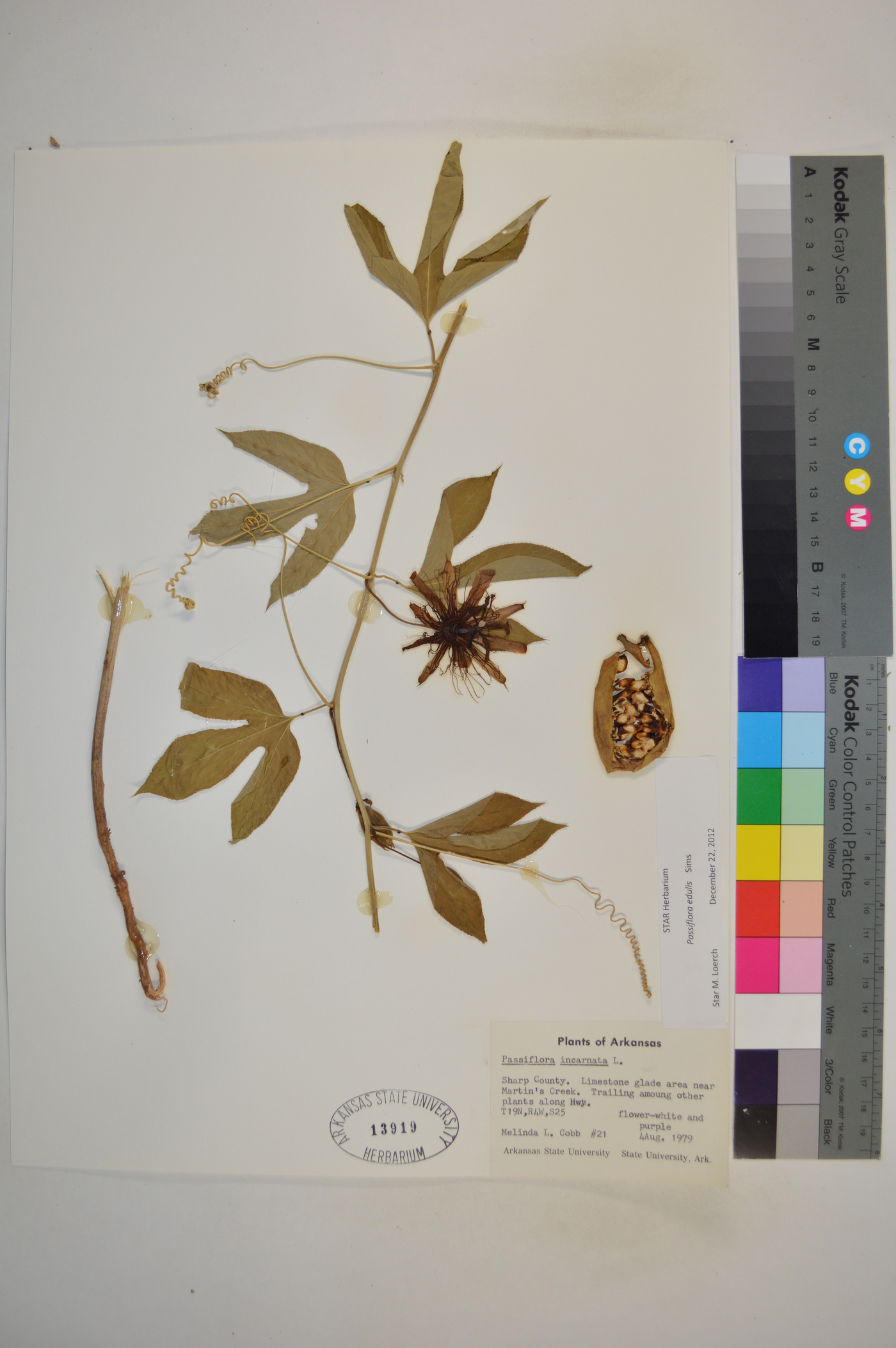 Passiflora edulis image