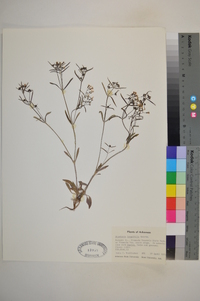 Houstonia longifolia image