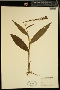 Platanthera flava image