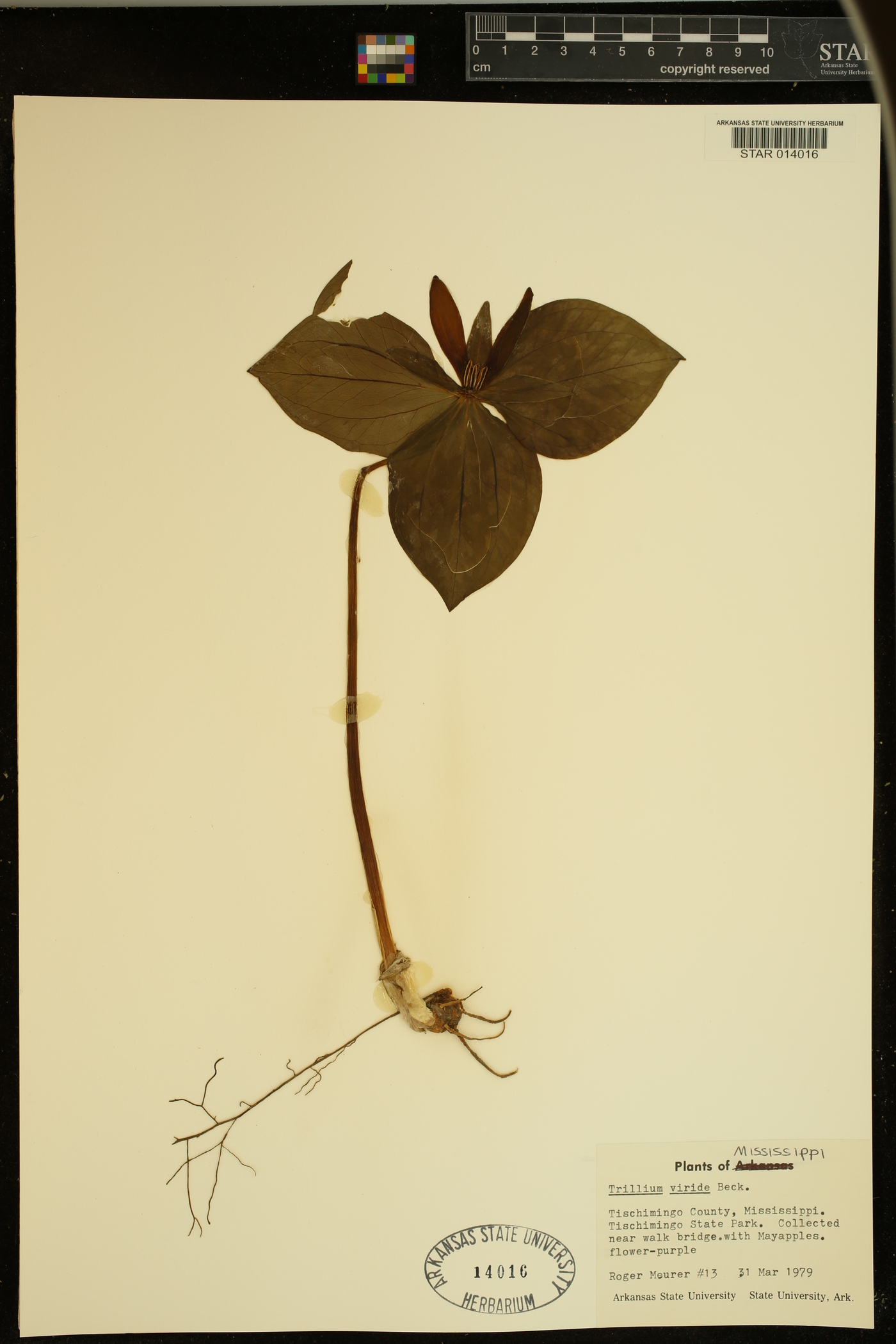 Trillium viride image