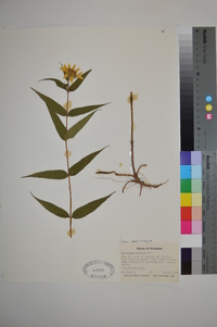 Helianthus hirsutus image