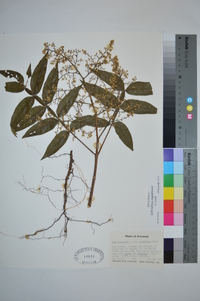 Schmaltzia copallinum image