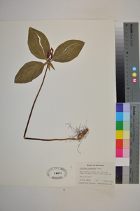 Trillium recurvatum image