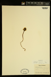 Obolaria virginica image