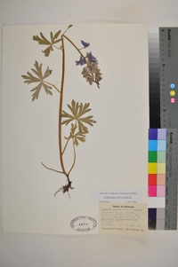 Delphinium tricorne image