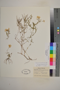 Phlox subulata image