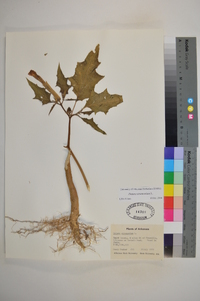 Datura stramonium image