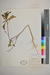 Datura stramonium image