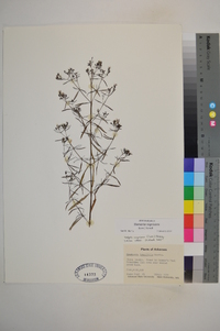 Stenaria nigricans image