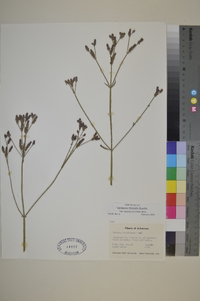 Verbena brasiliensis image