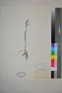 Luzula bulbosa image