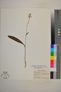 Platanthera clavellata image