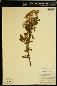 Rubus argutus image