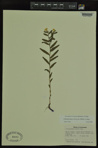 Lithospermum canescens image