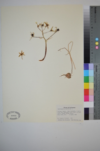 Ornithogalum umbellatum image