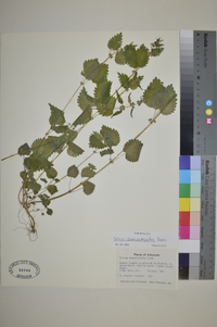 Urtica chamaedryoides image