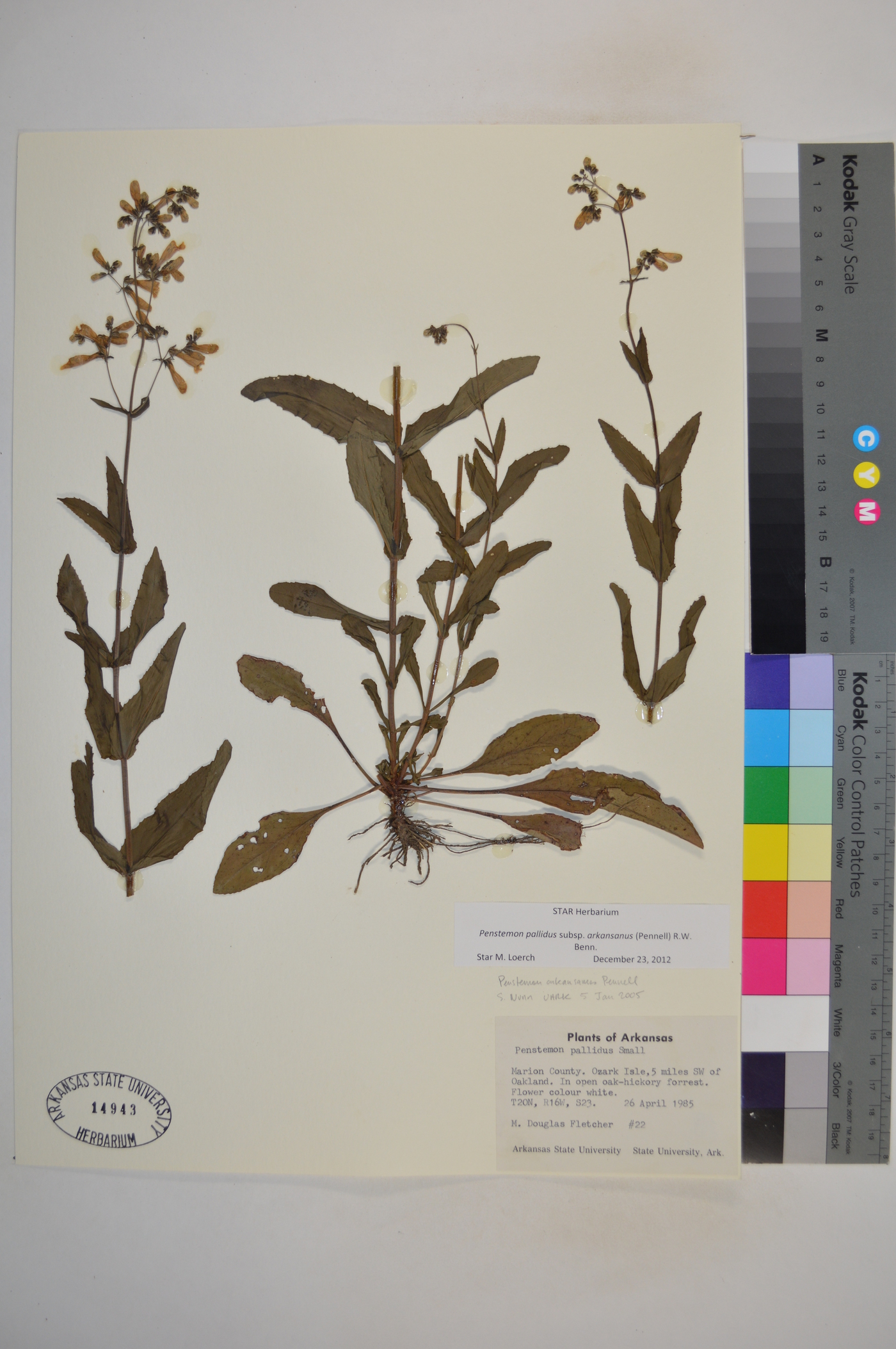 Penstemon pallidus subsp. arkansanus image