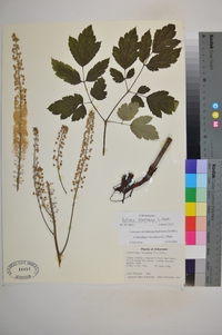 Actaea racemosa image