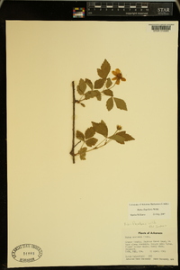 Rubus flagellaris image