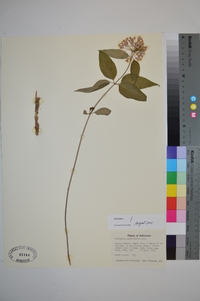 Asclepias quadrifolia image