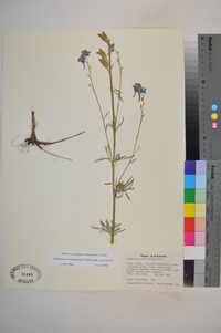 Delphinium carolinianum image