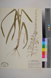 Stenanthium gramineum image