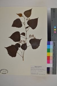 Ampelopsis cordata image