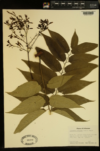 Ailanthus altissima image