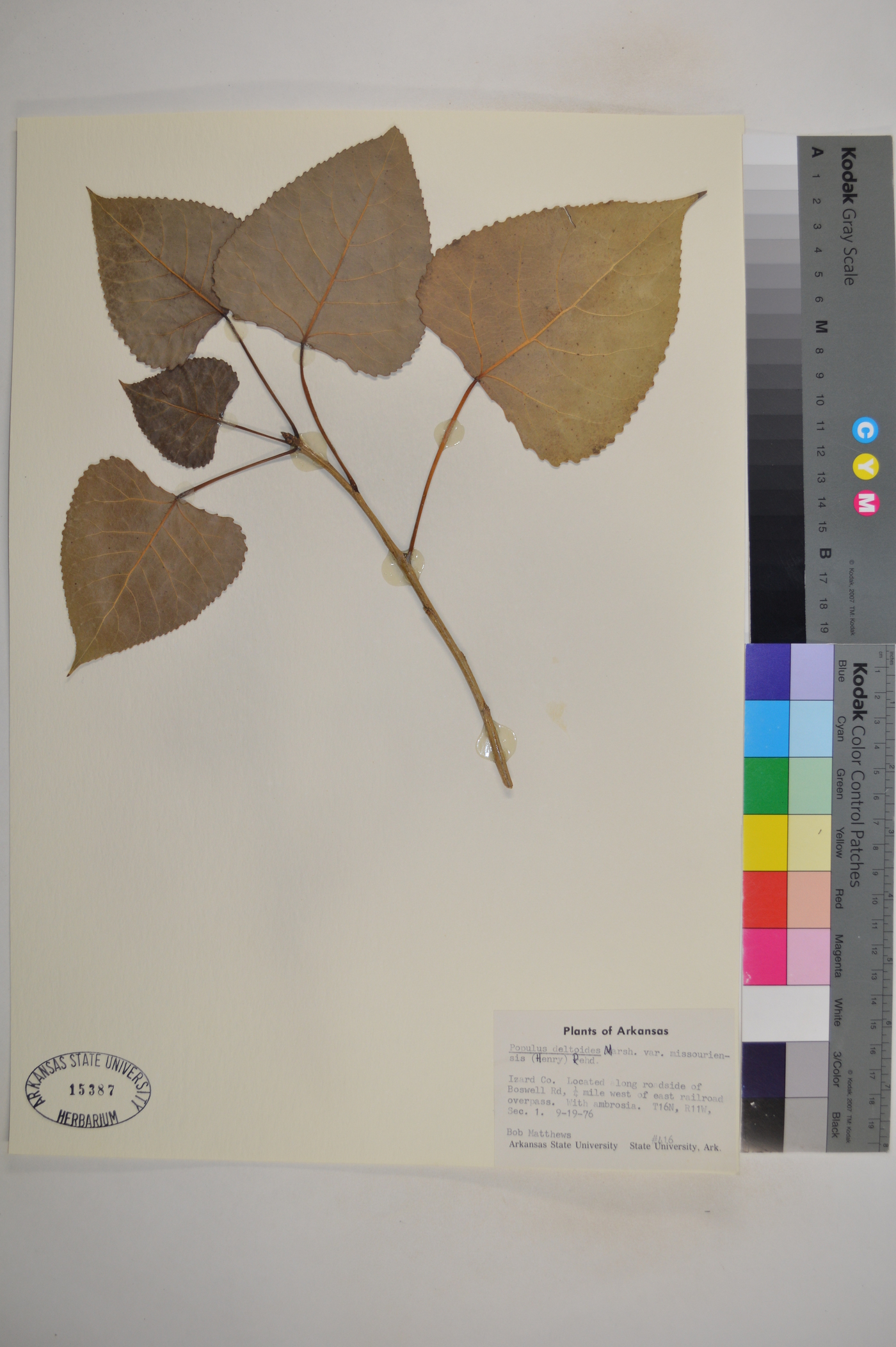 Populus deltoides var. missouriensis image