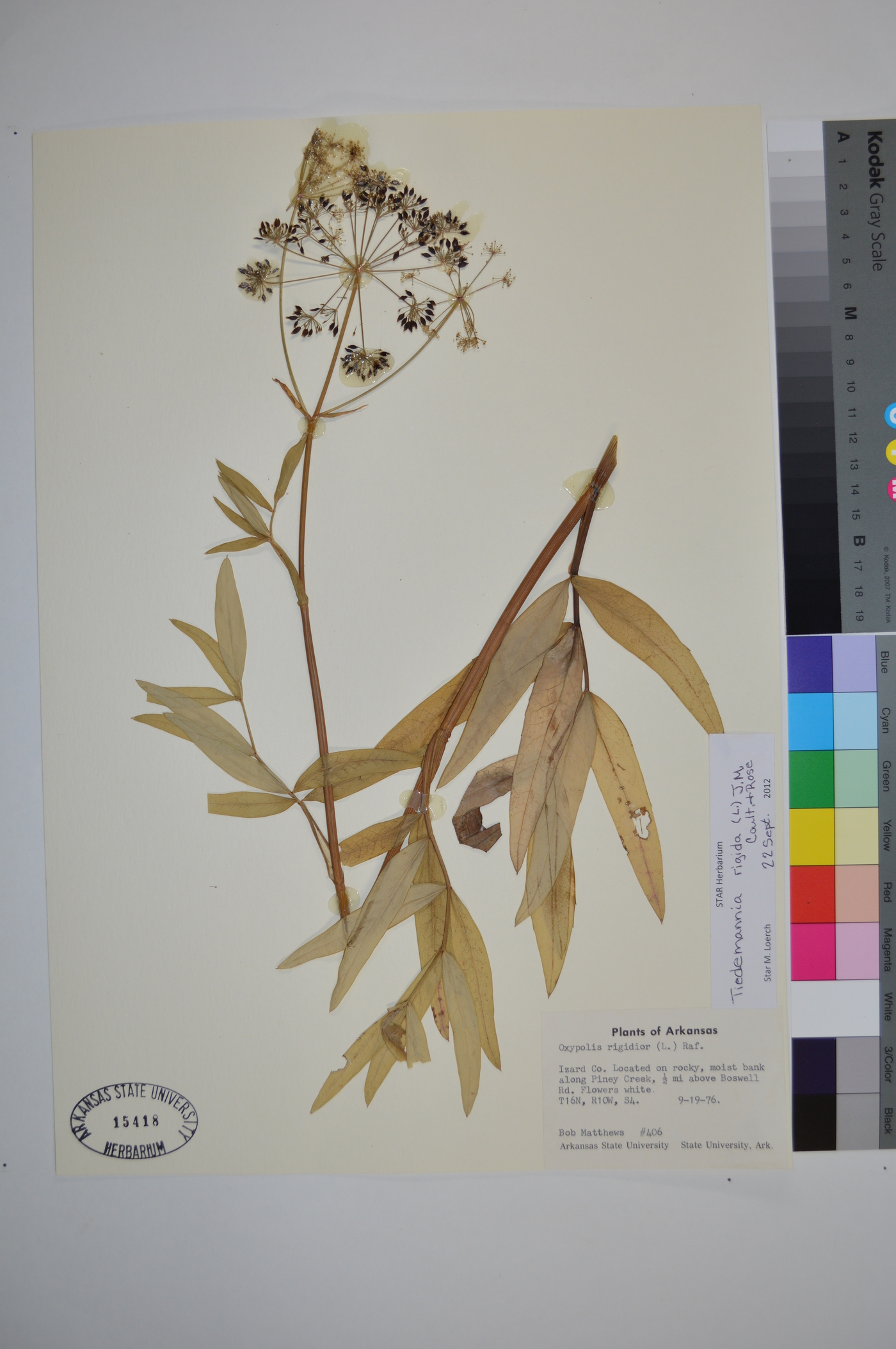 Tiedemannia rigida image