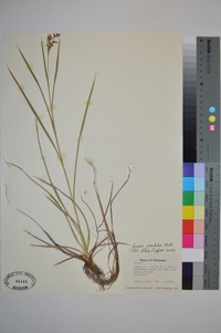 Scirpus pendulus image