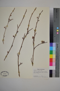 Hamamelis vernalis image