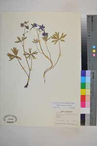 Delphinium tricorne image