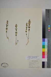 Scutellaria parvula var. australis image