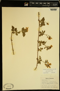 Rubus flagellaris image