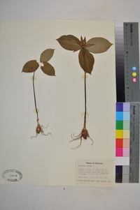 Trillium sessile image